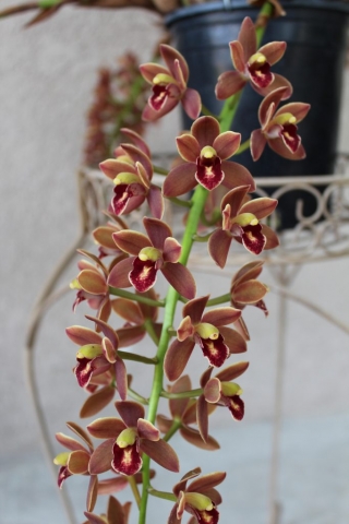 (Alida Valli X Pee Wee) #1