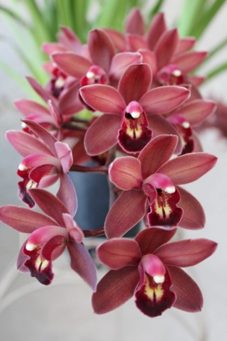 Alida's Magic 'Little Ruby' HCC/AOS Alida's Magic 'Little Ruby' HCC/AOS