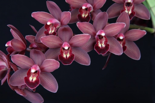 Alida's Magic 'Little Ruby' HCC/AOS Alida's Magic 'Little Ruby' HCC/AOS