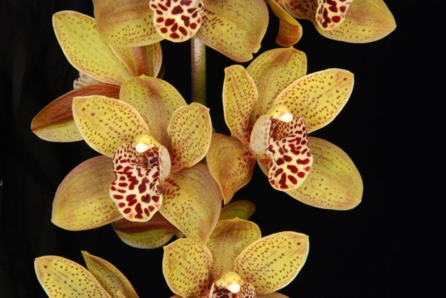 Amazing Ari 'Road to Amarillo' HCC/AOS, B/CSA