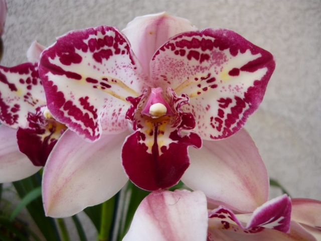 Sussex Court 'No Peace'