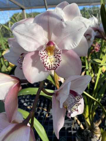 Baltic Dew 'Barbara' Baltic Dew 'Barbara'