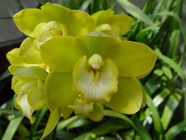 Beau Guest 'Glen' Beau Guest 'Glen'