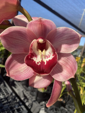 Beautiful Muse 'Geyserland' Beautiful Muse 'Geyserland'