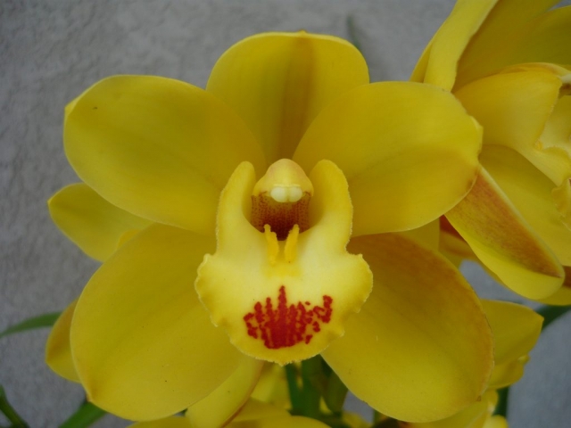 Ben Singer 'Geyserland' Ben Singer 'Geyserland'