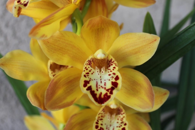 Beverly Cobb 'Evilyn Paley'