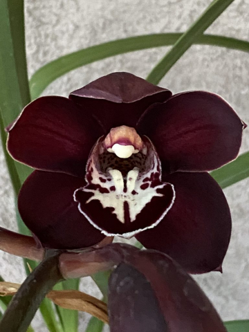 (Big Taisho X Black Panther) #1