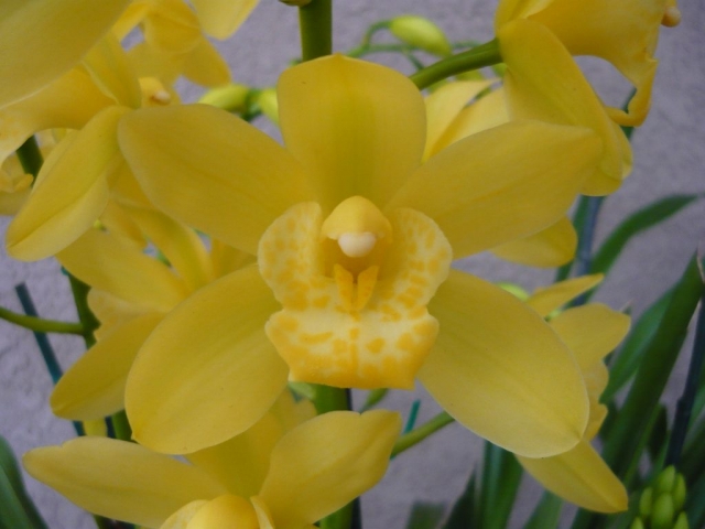 Blanche Ames 'Geyserland' Blanche Ames 'Geyserland'