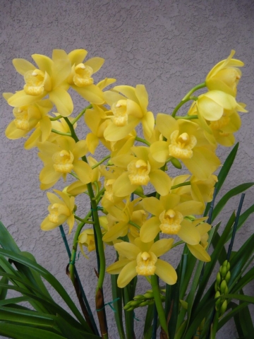 Blanche Ames 'Geyserland' Blanche Ames 'Geyserland'