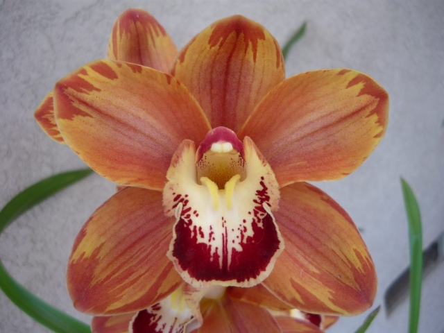 Blazing Rose 'Feathered'