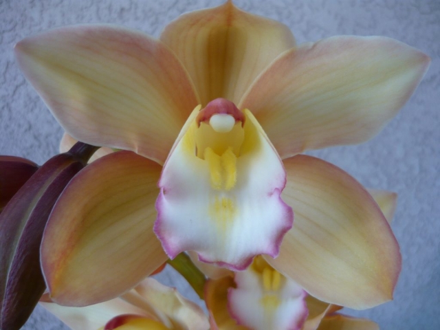 Bronze Moon 'Victorian Lace' Bronze Moon 'Victorian Lace'