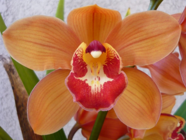 (Bronze Moon X Red Beauty) #1