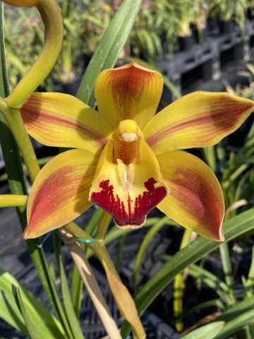 Budgie Smuggler 'Flashy'