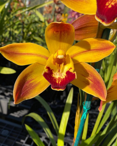 Budgie Smuggler 'Flashy' Budgie Smuggler 'Flashy'