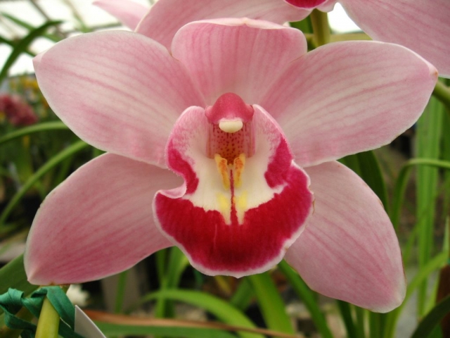 Camouflage Candy 'Geyserland' Camouflage Candy 'Geyserland'