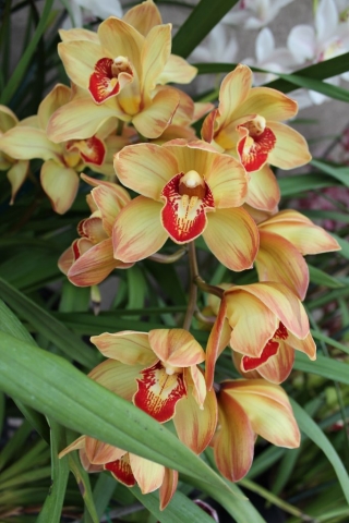 (Chatter Box X Baltic Rose)