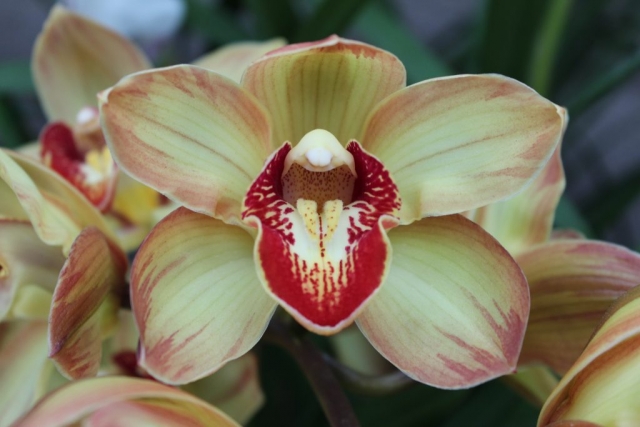 (Chatter Box X Baltic Rose)