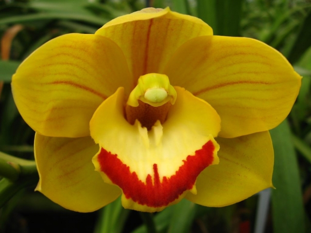 Coraki 'Margaret' 4N Coraki 'Margaret' 4N