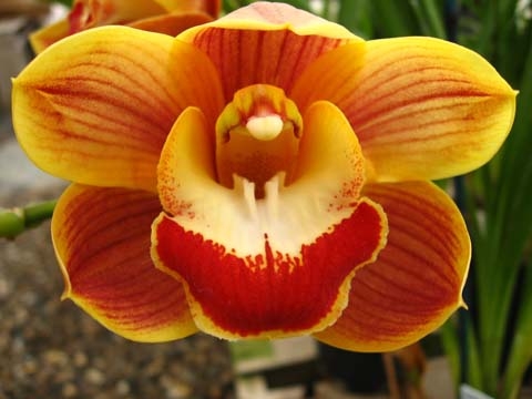 Coratea 'Rewa' Coratea 'Rewa'