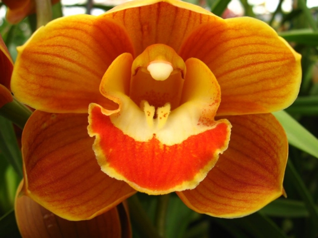 Orange Dream 'Geyserland' Orange Dream 'Geyserland'