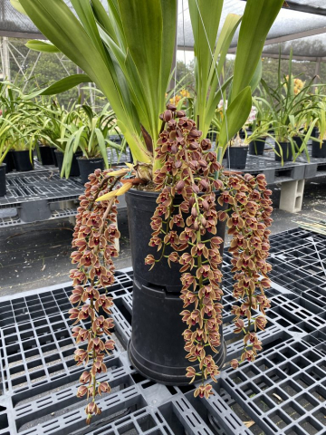 Cricket 'Prestige' 4N