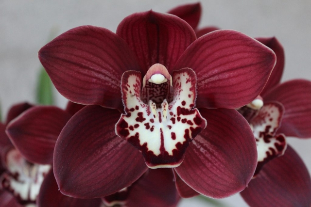 Crimson Beauty 'Blood'