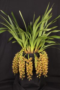 Cym. Geno's Gem 'Green Pearl'