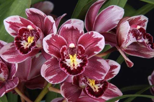 Winter Fire 'Frosty Tips' B/CSA