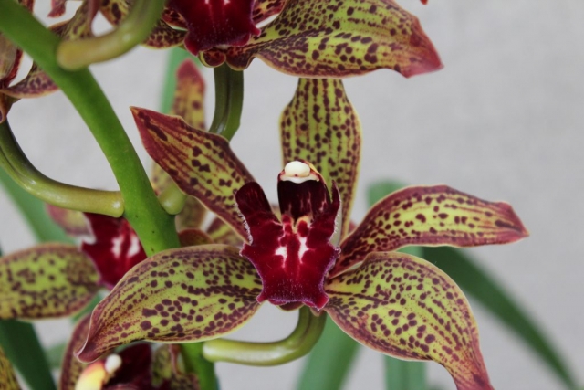 Death Wish 'Saratoga' Death Wish 'Saratoga'