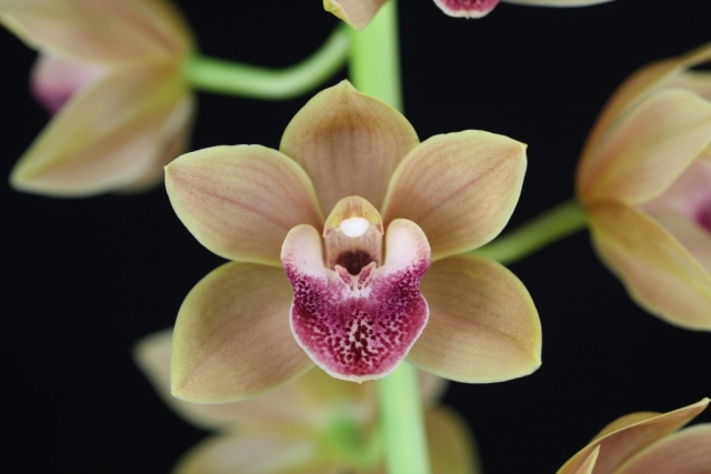 Devon Gateway 'Jack' S/CSA