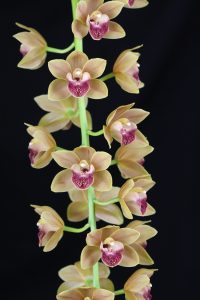 Cym. Devon Gateway 'Jack'