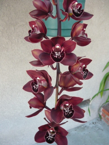 Devon Panther 'Puma'