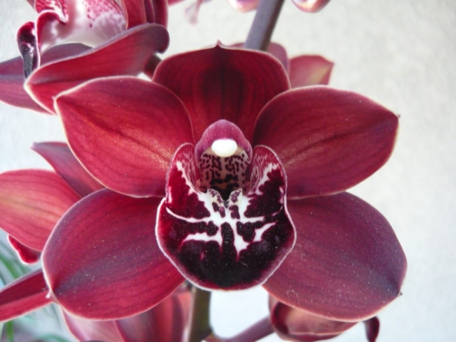 Devon Panther 'Puma'