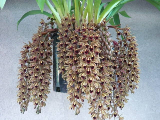 Devon Railway 'New Horizon'