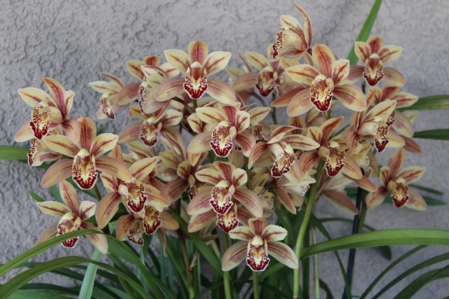 (Eastern Bunny X Rolling Stone) #1 (Eastern Bunny X Rolling Stone) #1