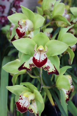 Emerald Dragon 'Freak'n Green'