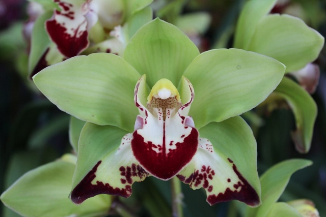 Emerald Dragon 'Freak'n Green'