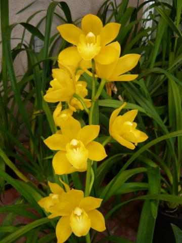 Enzan Shining 'Shiny Yellow' Enzan Shining 'Shiny Yellow'