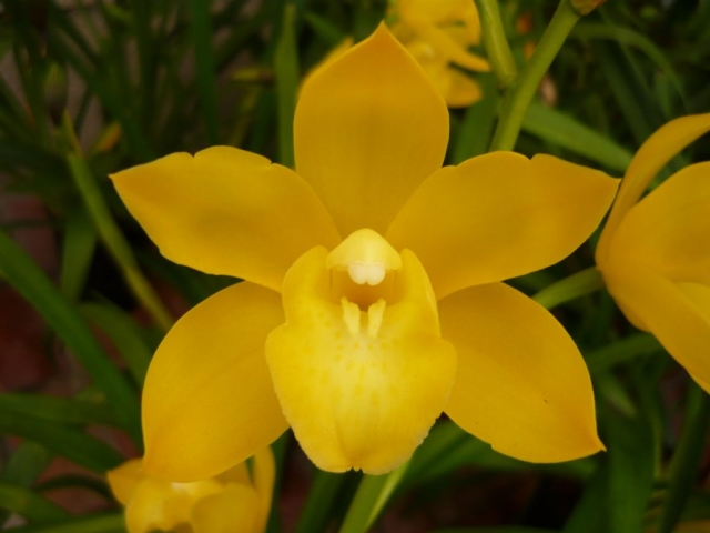 Enzan Shining 'Shiny Yellow'