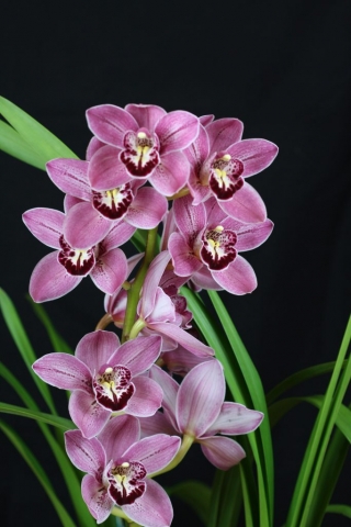 Finger of Suspicion 'Laura' B/CSA