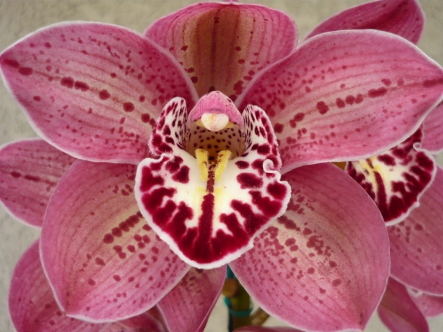 Finger of Suspicion 'The King' Finger of Suspicion 'The King'