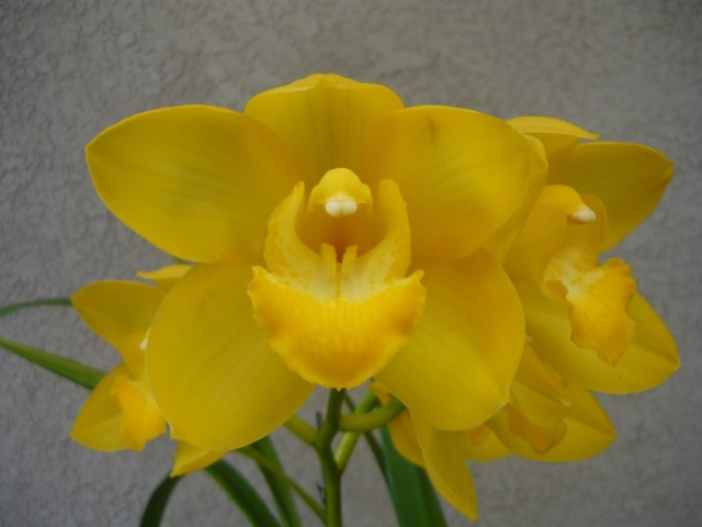 Gateway to Gold 'Joe' Gateway to Gold 'Joe'