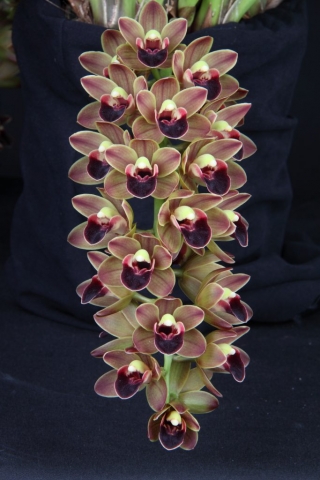 Geno's Gem 'Catcher' HCC/AOS, S/CSA