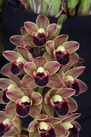 Geno's Gem 'Catcher' HCC/AOS, S/CSA