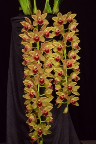 Geno's Gem 'Emerald Fire' FCC/AOS, S/CSA