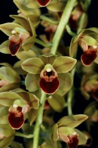 Geno's Gem 'Emerald Fire' FCC/AOS, S/CSA