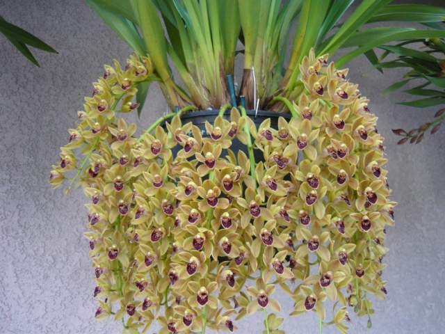 Geno's Gem 'Green Pearl' C/CSA