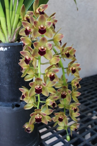 Geno's Gem 'Short Stop' AM/AOS, B/CSA