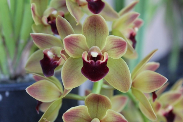 Geno's Gem 'Short Stop' AM/AOS, B/CSA