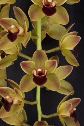 Geno's Gem 'Shortstop' AM/AOS, B/CSA